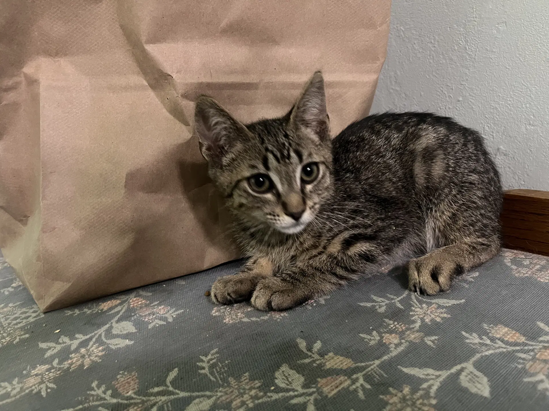 Olive And Bunny - Tabby