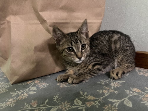 OLIVE AND BUNNY, an adoptable Dilute Tortoiseshell in Walnut Creek, CA