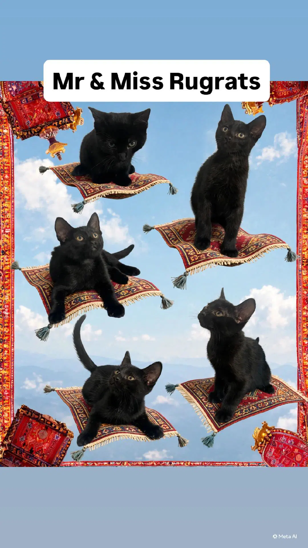 Mr And Miss Rugrats At Martinez Pfe July Th - Domestic Short Hair