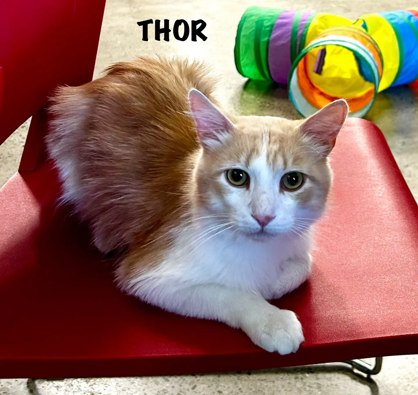 Thor - Tabby