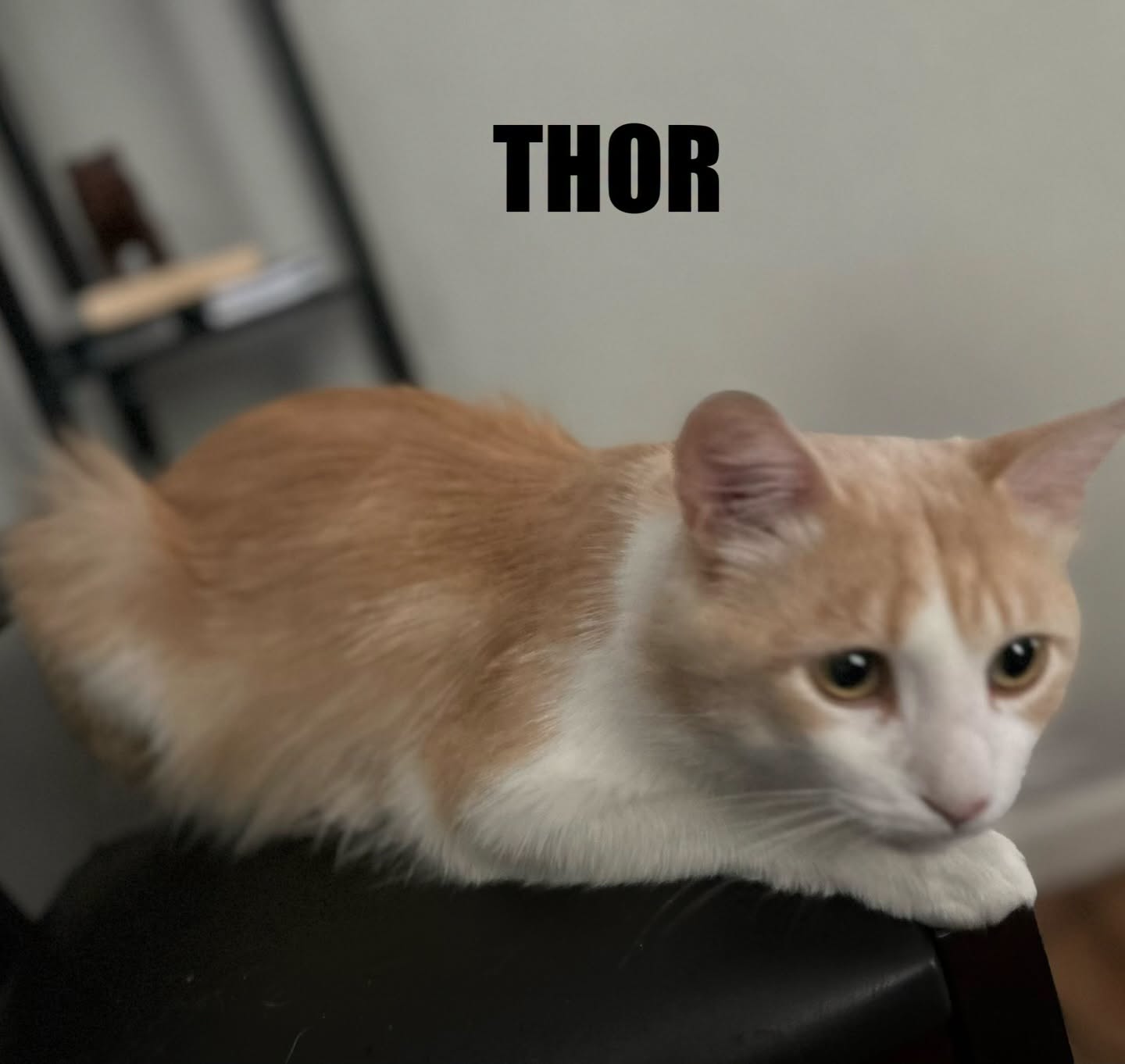 Thor, photo 4