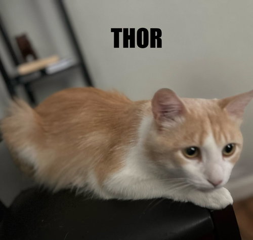 Photo 4 of Thor