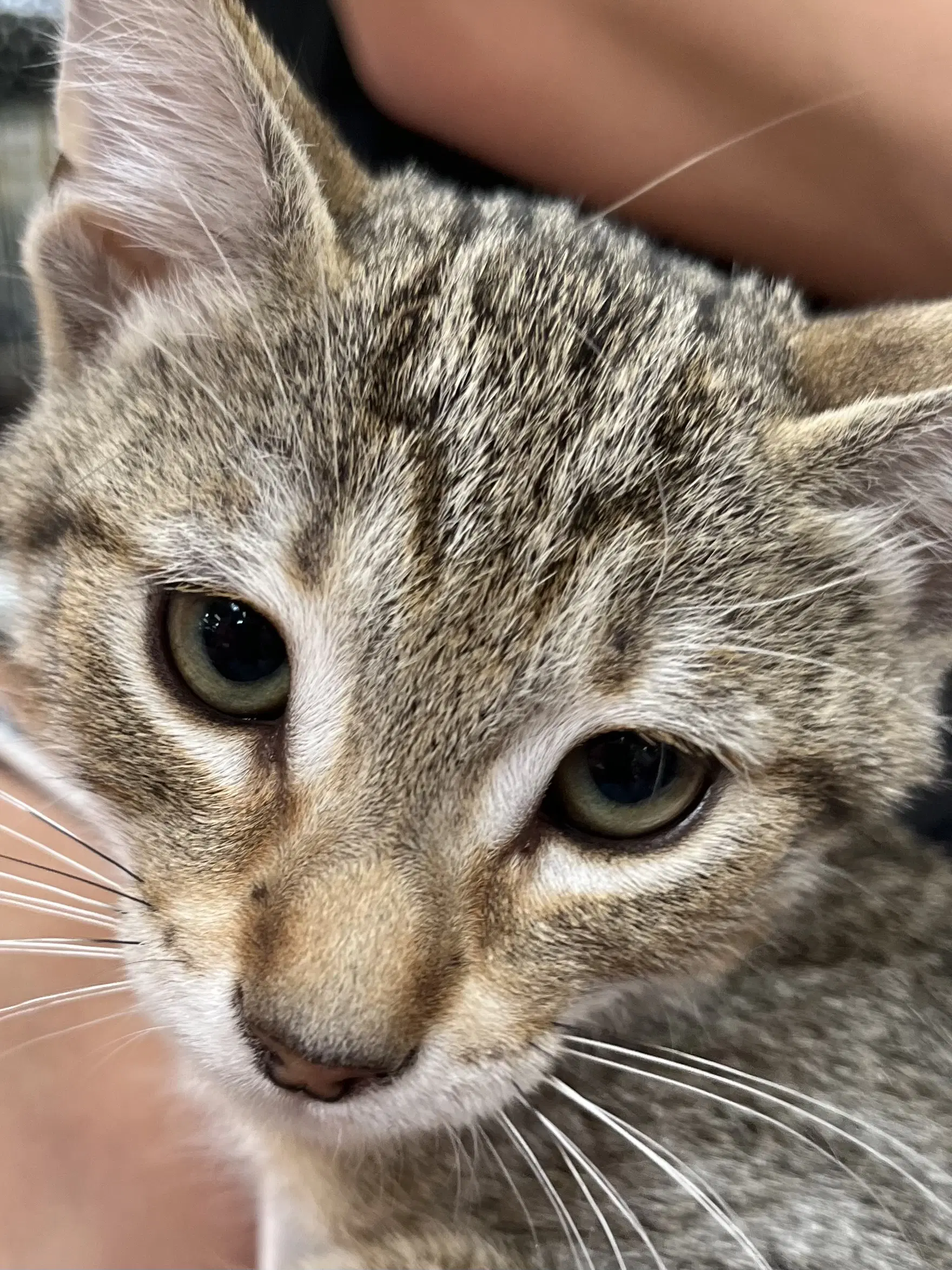 Rudy - Domestic Short Hair