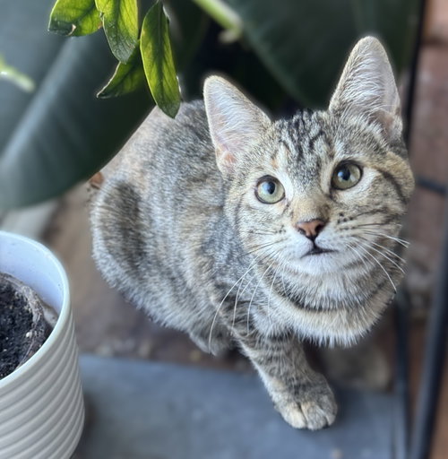 BLT & TT, a cat for adoption from Community Concern for Cats