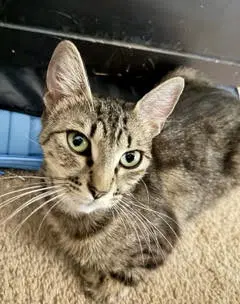 Stella - Tabby