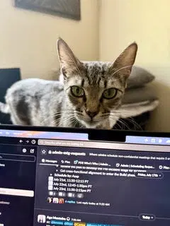Stella image 2