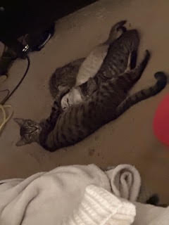 Stella, photo 3