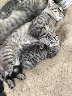 Sawyer - Tabby