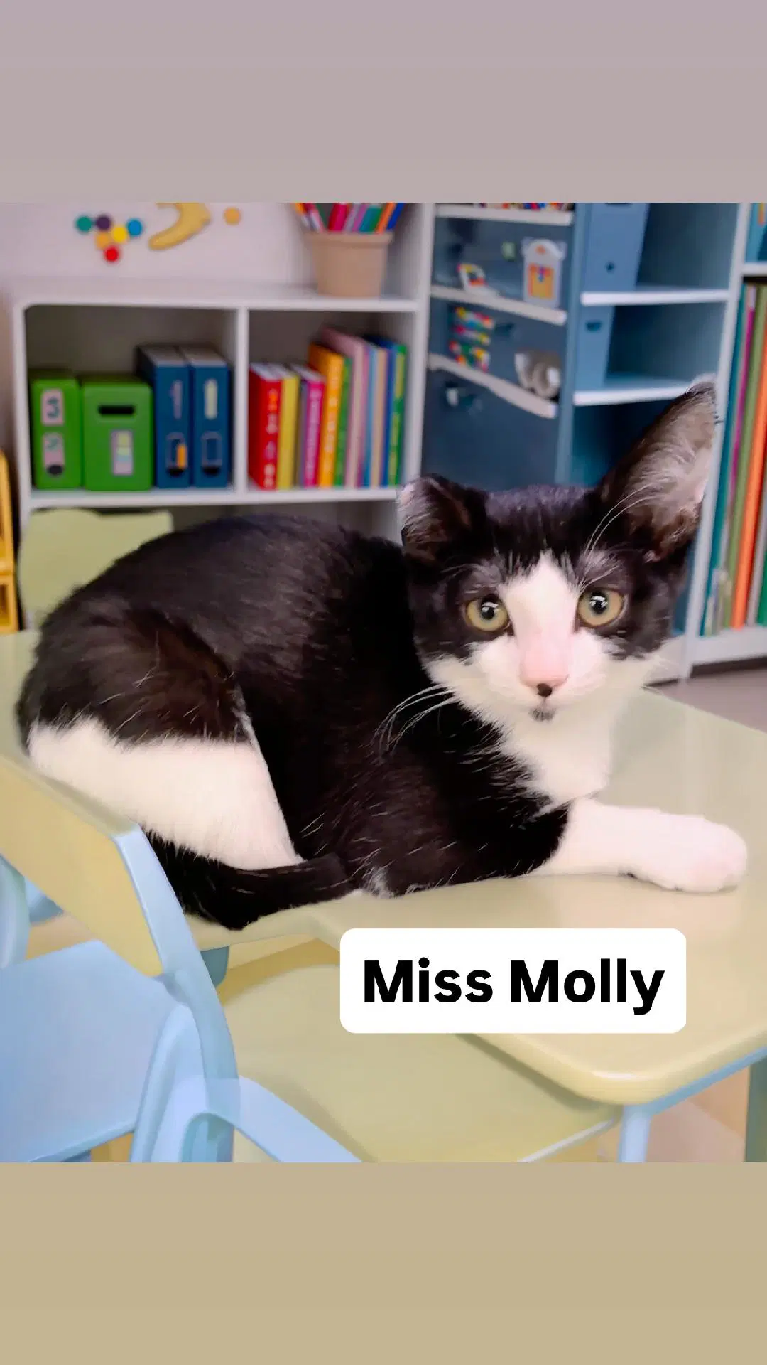 Miss Molly At Martinez Pet Food Express August St - Domestic Short Hair