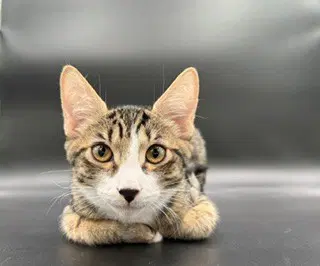 Brownie - Tabby