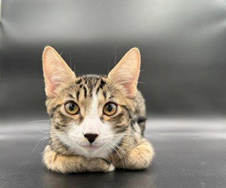 Brownie, a cat for adoption from Community Concern for Cats