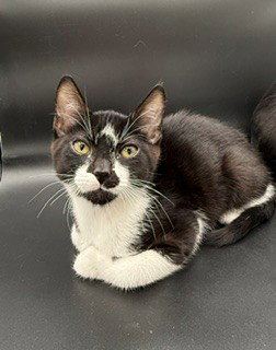 Pepper, a cat for adoption from Community Concern for Cats