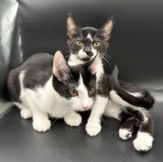 Pepper image 2