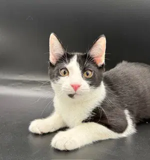 Oreo - Tuxedo