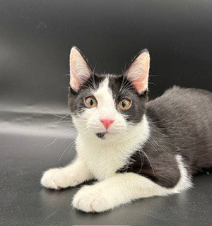 Oreo, a cat for adoption from Community Concern for Cats