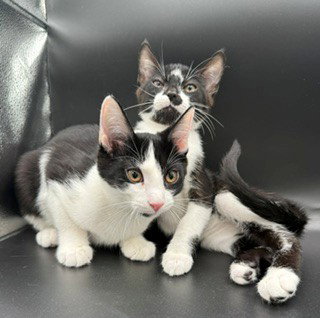 Oreo, photo 2