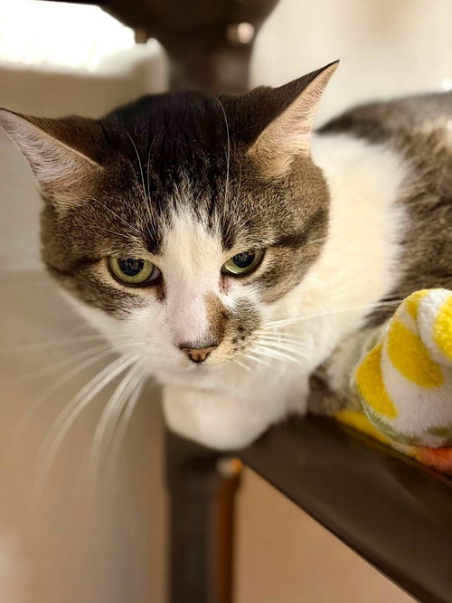 Nene, a cat for adoption from Community Concern for Cats
