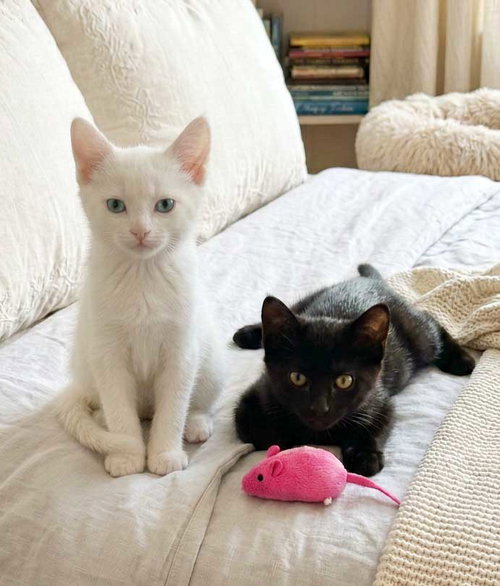 Photo 4 of Finn & Olive