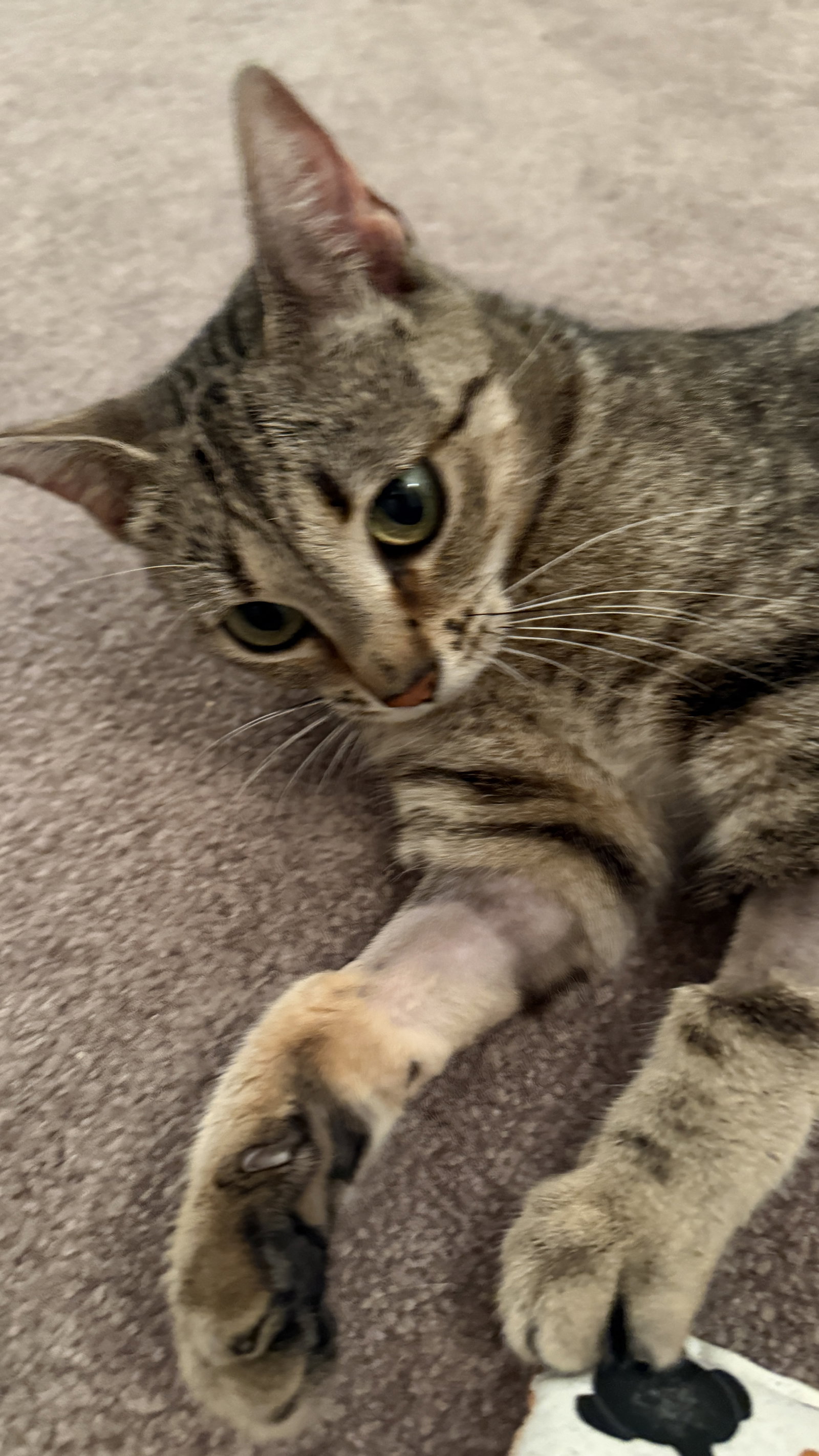 Kiki, photo 3