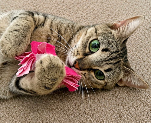 Kiki, a cat for adoption from Community Concern for Cats