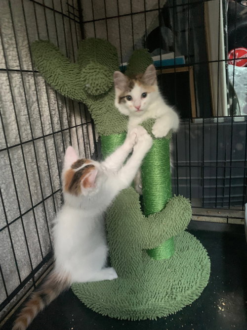 Photo 5 of Goomba & Suggy