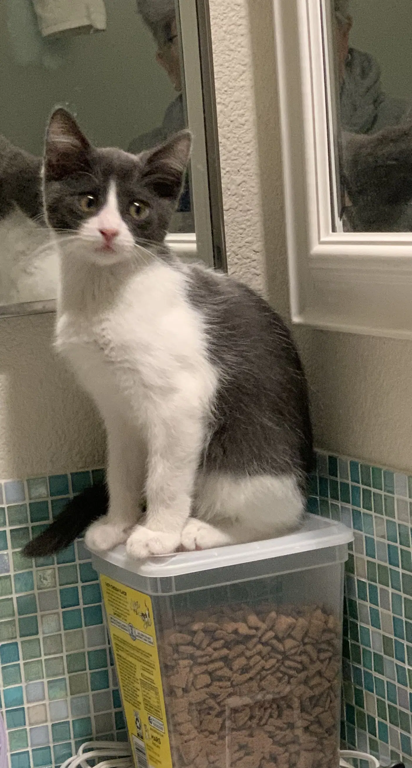 Rolo  Snickers - Tuxedo
