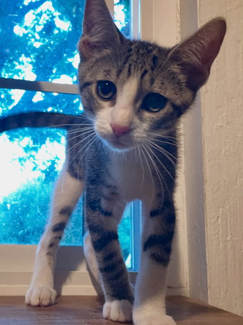 Photo 2 of Littlefoot