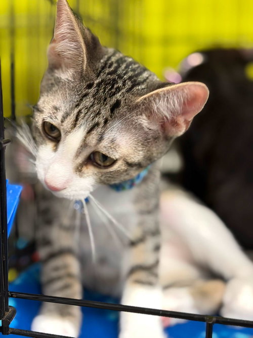 Littlefoot, a cat for adoption from Community Concern for Cats