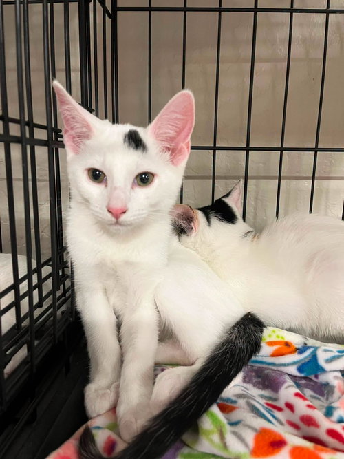 Patch (and Bug), a cat for adoption from Community Concern for Cats