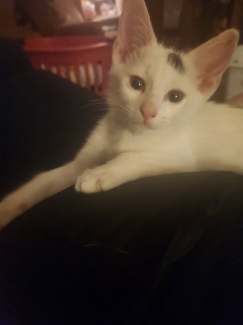 Patch, photo 7