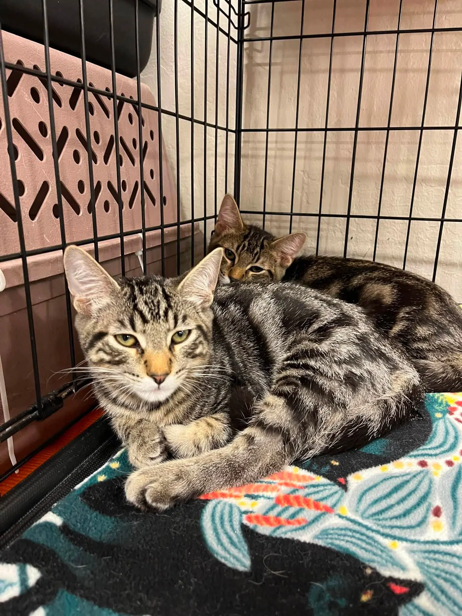 Buttermilk Biscuit - Tabby