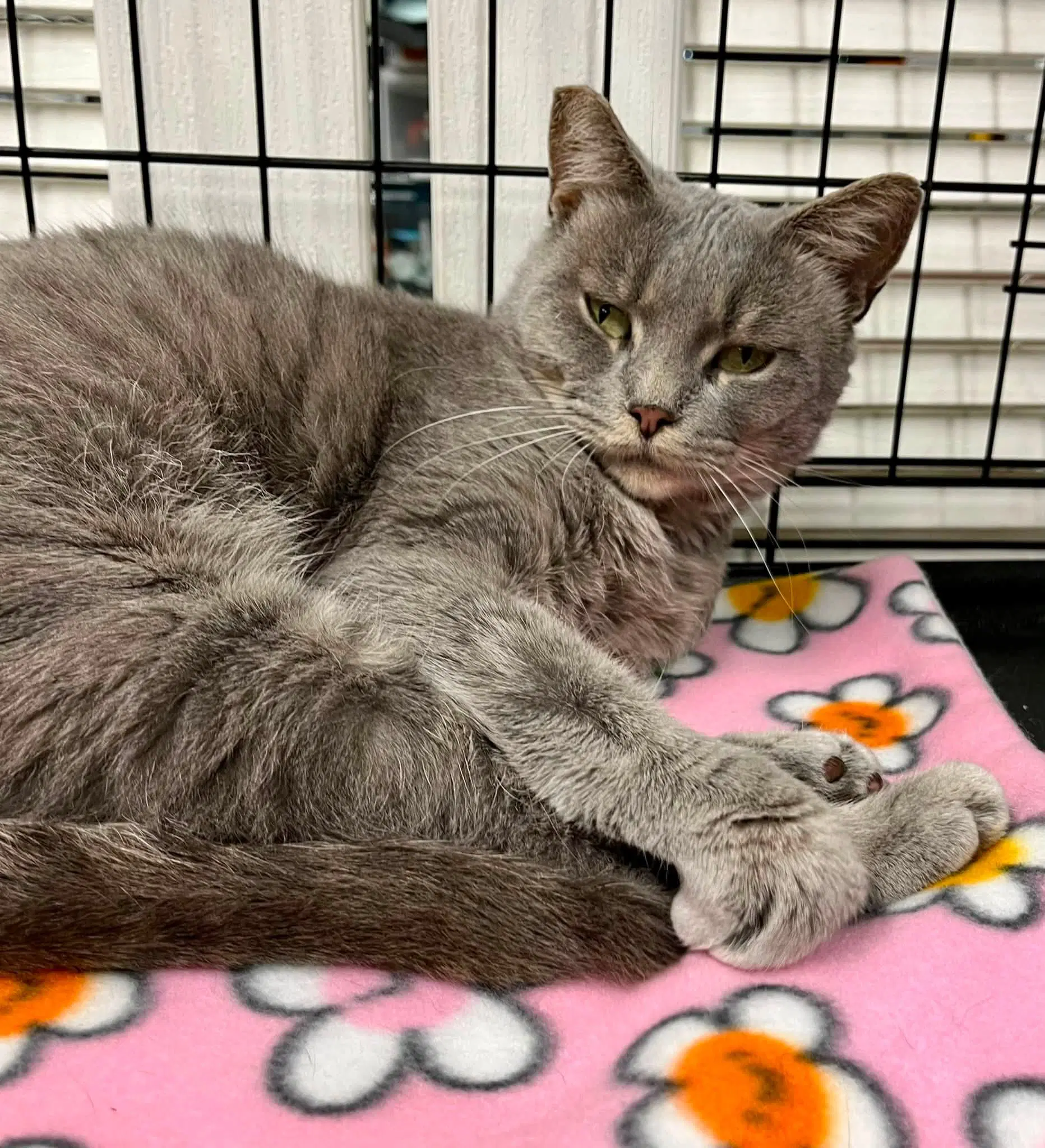 Arianna - Tabby