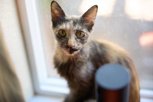 HAZEL, a cat for adoption from Community Concern for Cats