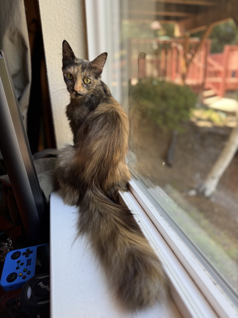 Hazel, photo 2