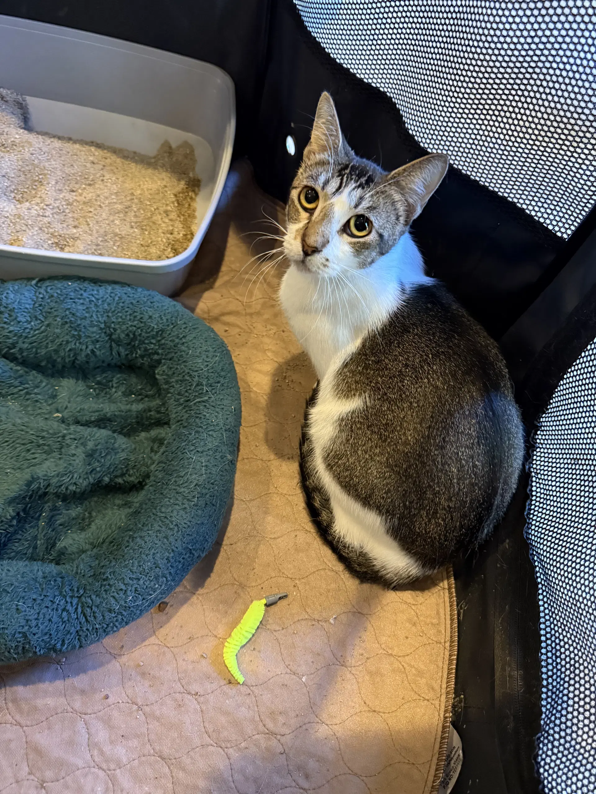 Daisy - Domestic Short Hair