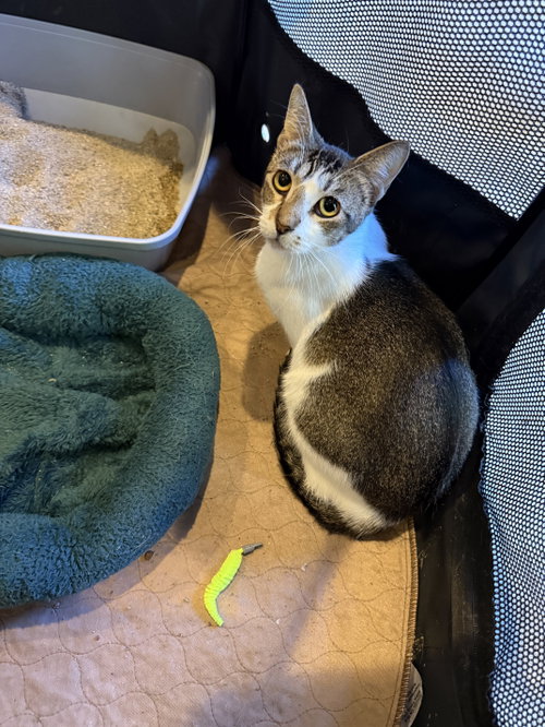 DAISY, a cat for adoption from Community Concern for Cats