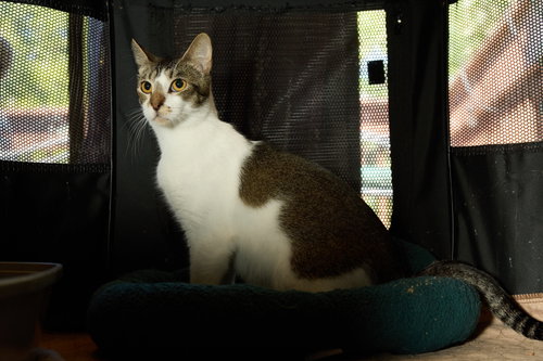 Photo 2 of DAISY