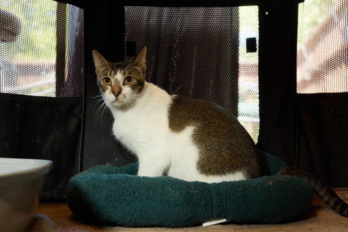 Photo 3 of DAISY