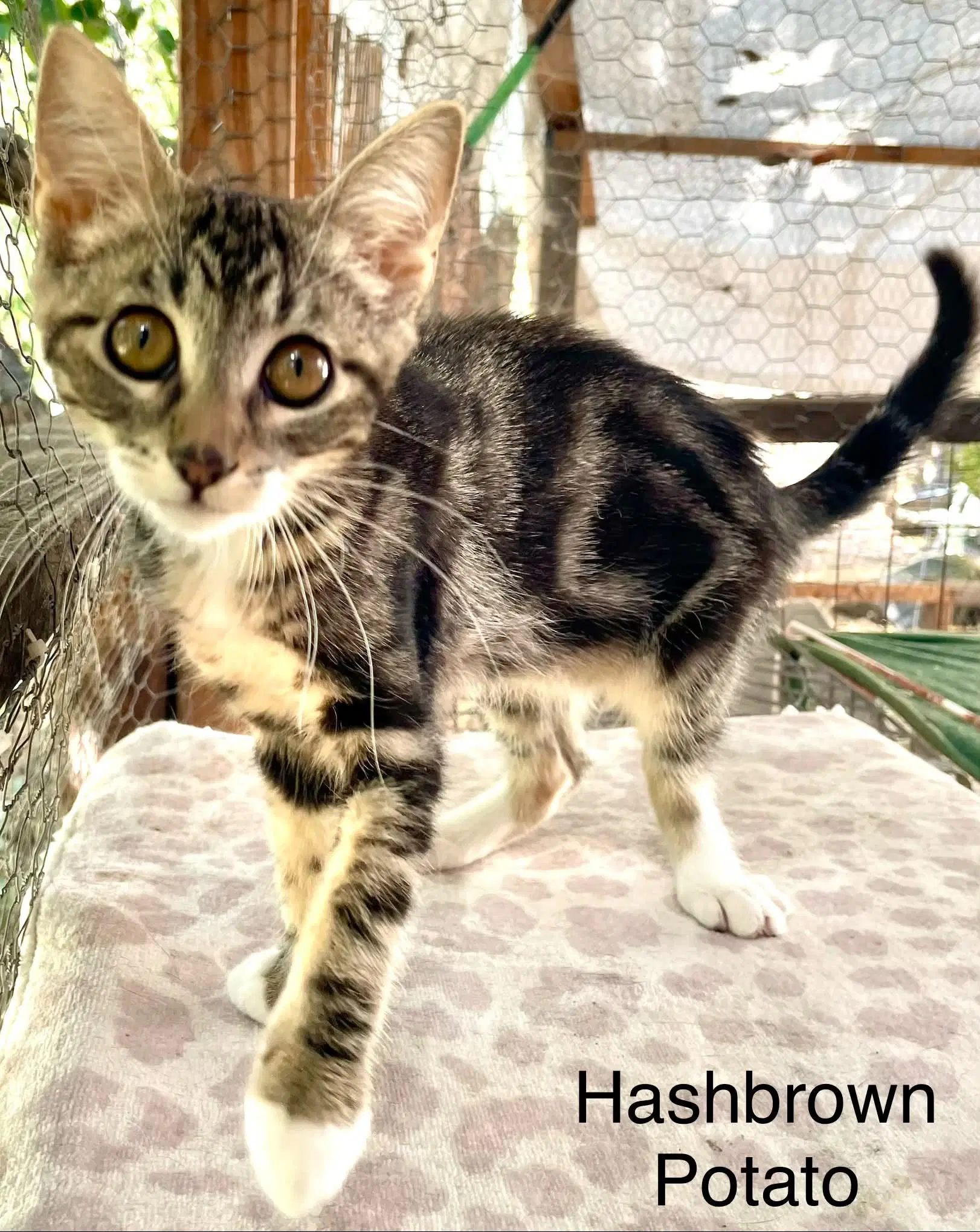 Hashbrown Potato - Tabby