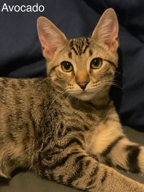 Avocado Toast, a cat for adoption from Community Concern for Cats