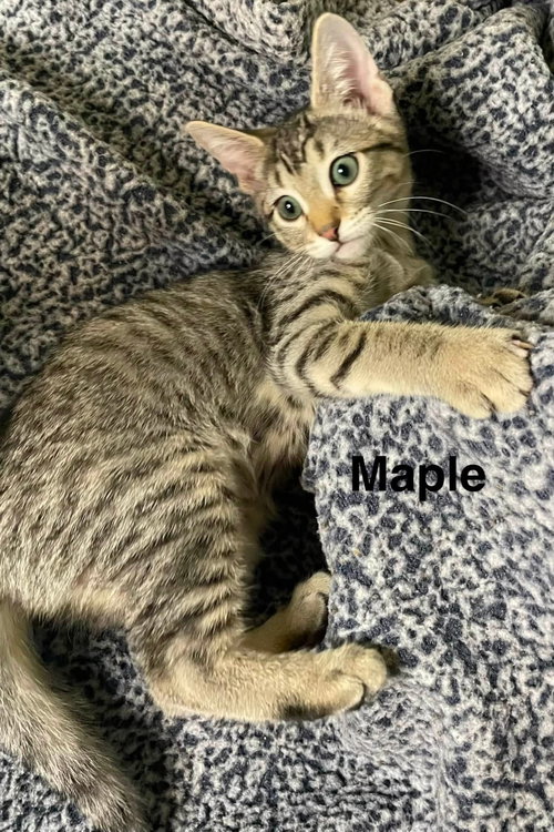 Photo 4 of Maple Syrup