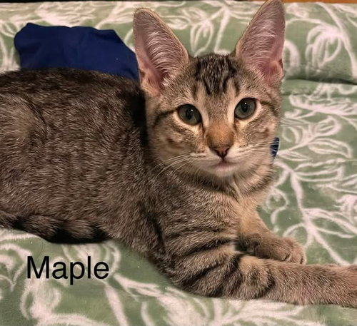 Photo 5 of Maple Syrup