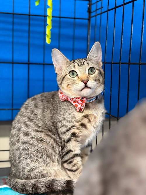 Maple Syrup, a cat for adoption from Community Concern for Cats