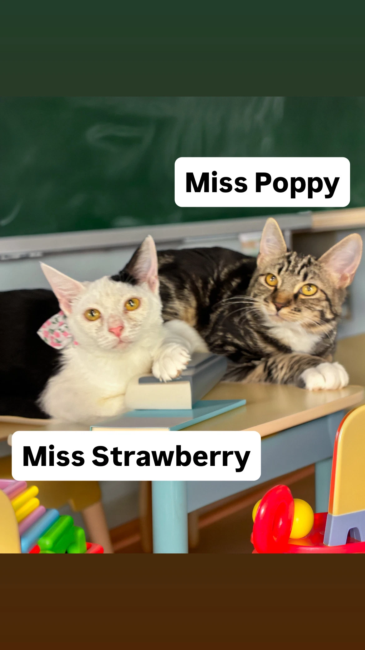 Miss Poppy Miss Strawberry Martinez Pfe
