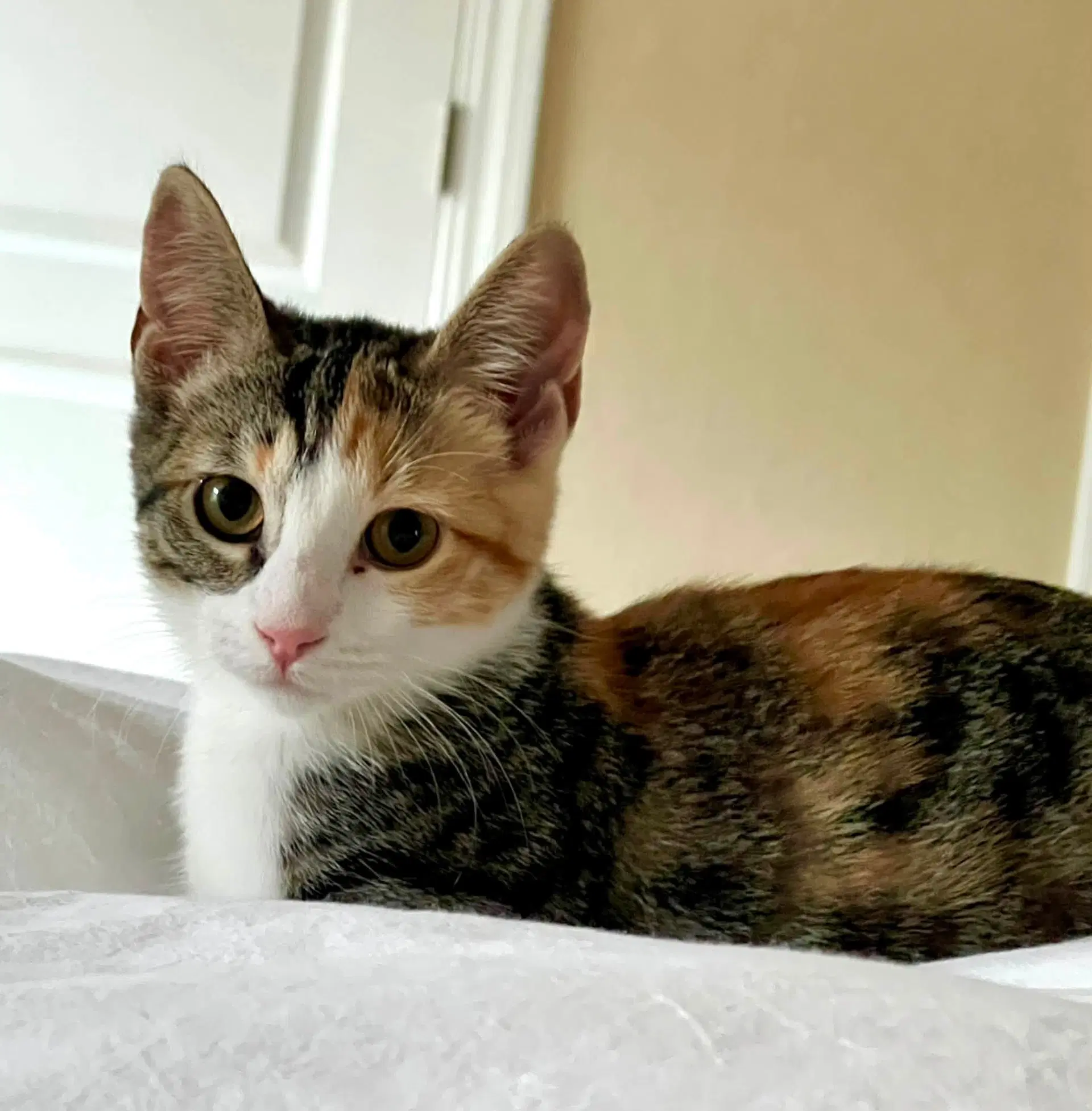 Lily And Jett - Calico