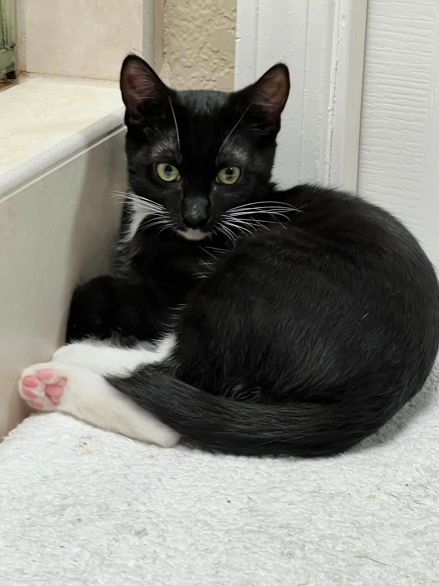 Jett And Lily - Tuxedo