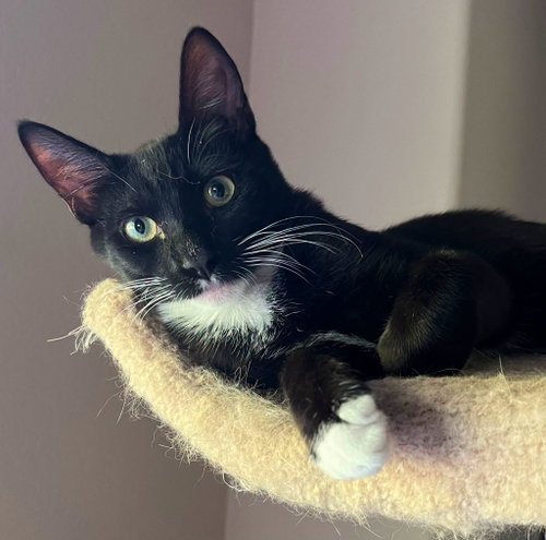 Jett (and Lily), a cat for adoption from Community Concern for Cats