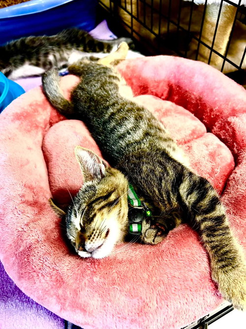 Peloton, a cat for adoption from Community Concern for Cats