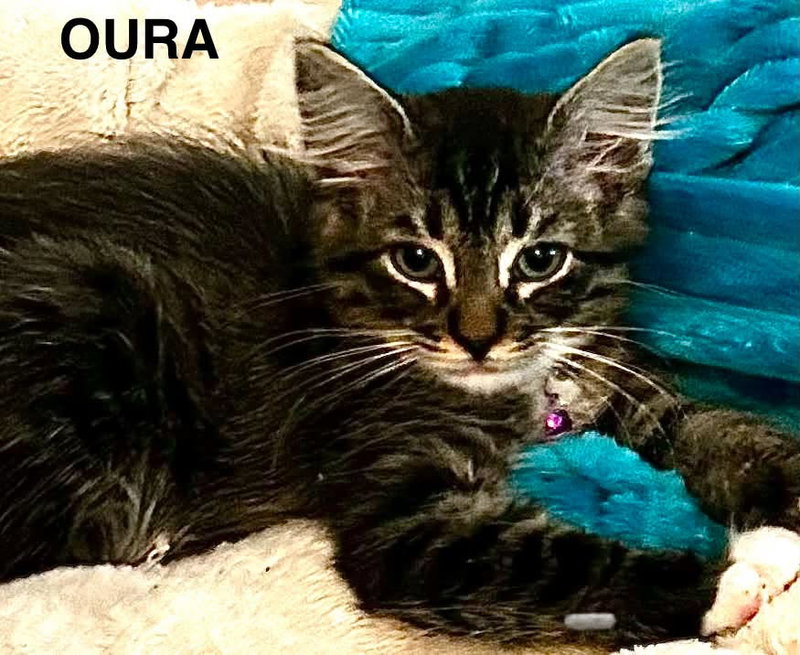 Oura, photo 2