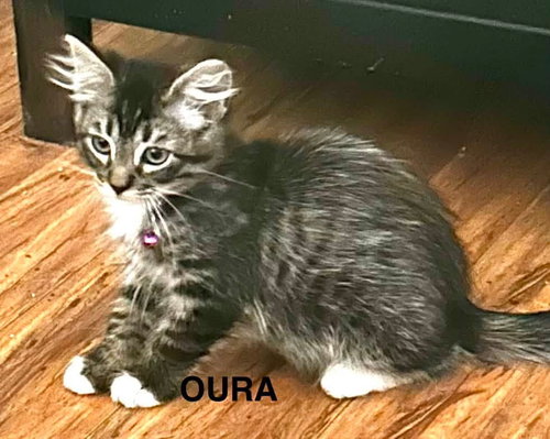 Photo 3 of Oura